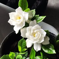 Llená tu jardín de Jazmines con esta efectiva técnica para reproducir esta bella planta y que crezca rozagante y sana