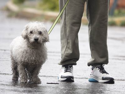 Aprueban en CDMX custodia compartida de animales de compañía en casos de divorcio