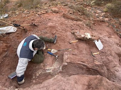 Asombroso hallazgo de restos óseos de un dinosaurio en el patio de una casa de Añelo