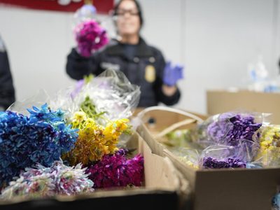 460 millones de flores sudamericanas llegan a EU y Canadá para San Valentín