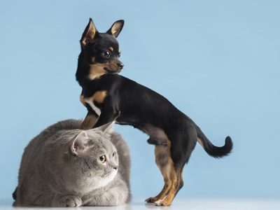 Qué sueñan los perros y gatos, según Harvard