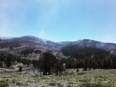 Incendio en Aluminé: autoridades indicaron que bajó la intensidad del fuego