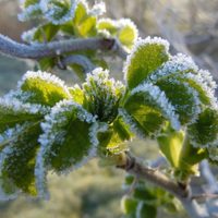Trucos y consejos para recuperar tus plantas después del frío para que crezcan fuertes en primavera