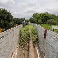 Ahuehuete que sustituirá a Palma en Paseo de la Reforma llegó a la CDMX
