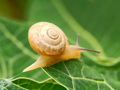 El repelente infalible para librar a tus plantas de caracoles y babosas: tomá nota