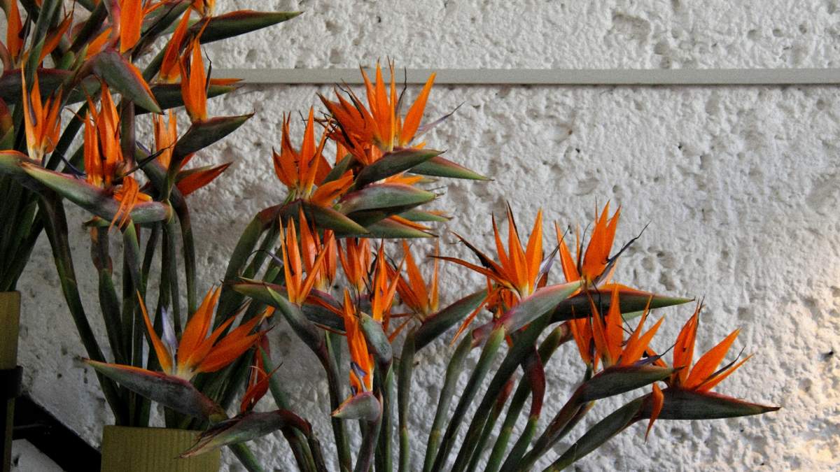Obtén miles de flores