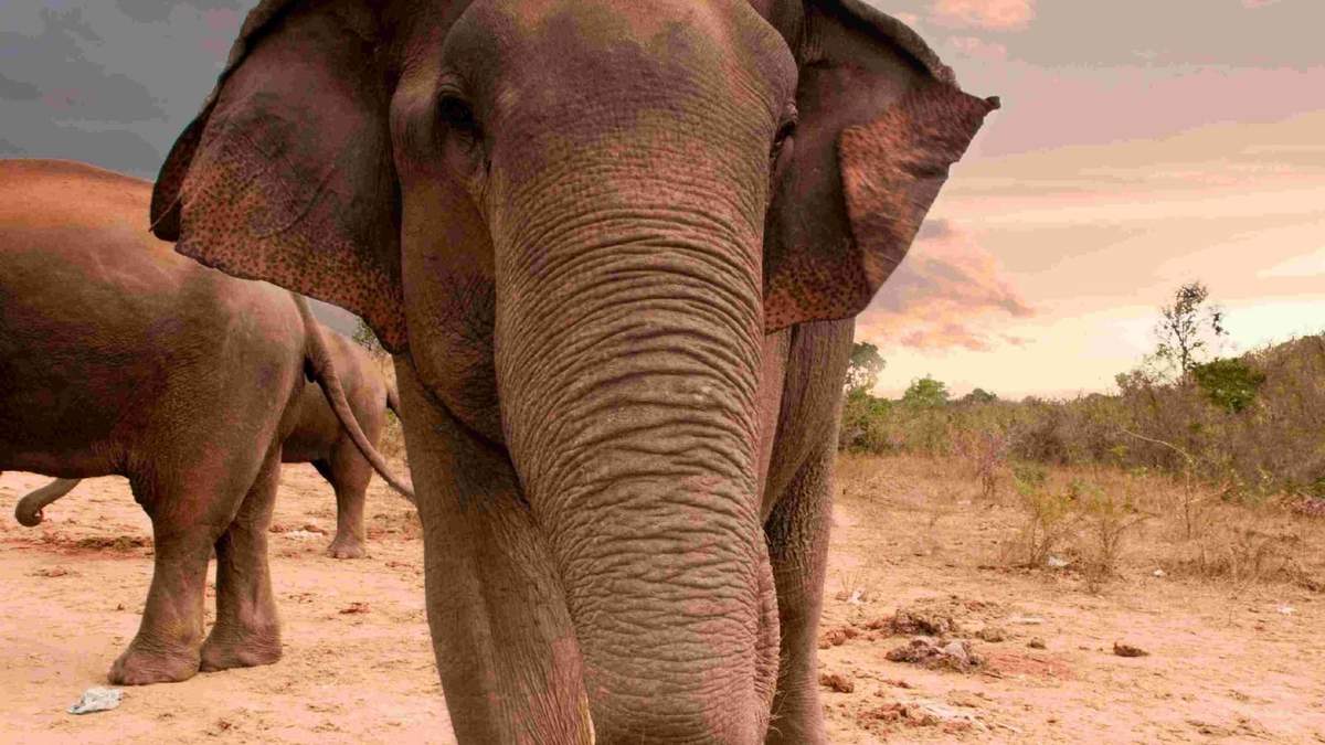 Imagen ilustrativa de un ejemplar macho de elefante asiático salvaje en India. Fuente: (Twitter)