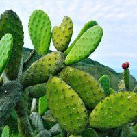 No vas a creerlo: la impensada planta con la que se fabrica un producto que usan muchas mujeres en el mundo