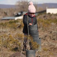 Zapala: en la semana se plantaron 450 nuevos árboles en la ciudad