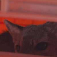 Rescataron a un zorro que ingresó a una vivienda en Vista Alegre