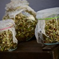Dale vida a tus ensaladas: el truco para hacer tus propios brotes