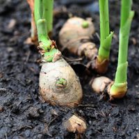 La forma simple de cultivar tu propia cúrcuma y jengibre en maceta, para guardar o vender