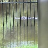 Caimanes nadan por las calles tras la inundaciones que provocó la tormenta tropical Debby