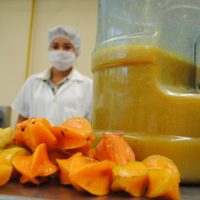 Joven científica propone obtener levadura de fruta tropical para hacer vino
