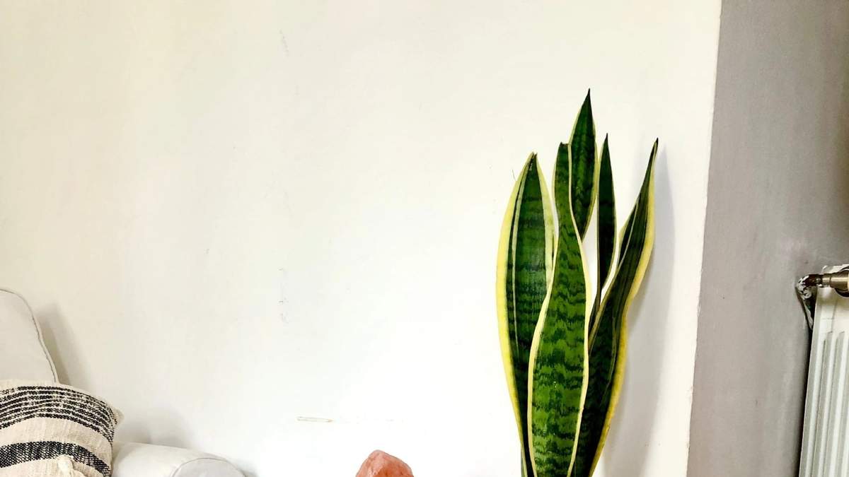 Sansevieria. Fuente: (X)