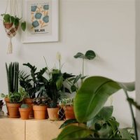 A prueba de todo: las plantas que sobreviven con pocos cuidados y son perfectas para atraer la buena suerte a tu casa