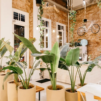 Si tenés plantas tropicales, así tenés que cuidarlas y prepararlas para el frío del otoño