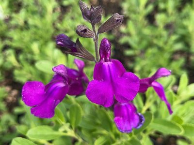 La planta pequeñita con flores hermosas que casi no necesitás cuidar y crece en maceta o cantero
