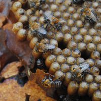 Recuperan la tradición de la apicultura con abejas nativas