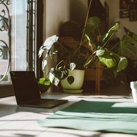 Plantas de interior que florecen hasta cuatro meses y son fáciles de cuidar: ideales para espacios chicos