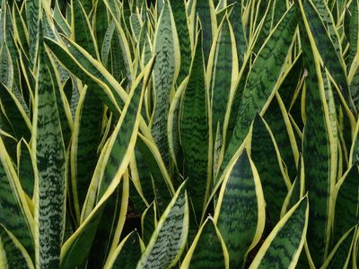 El súper abono casero que es oro puro para tu sansevieria o "lengua de suegra"