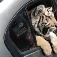 Captan a un tigre de bengala cuando era "paseado" en auto en el malecón de Mazatlán