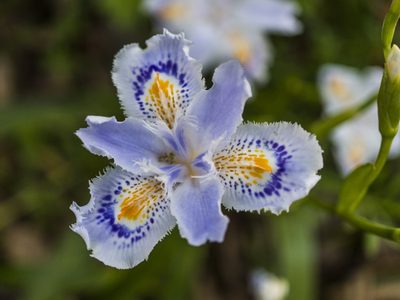 La planta que florece al final del invierno, es cero exigente y perfecta para cubrir suelos