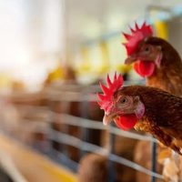 Comienza investigación por muertes de animales en la meseta neuquina por posible gripe aviar