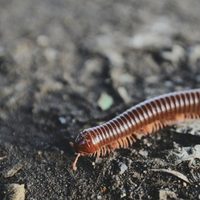 Curiosidades sobre el ciempiés: el insecto inofensivo que es capaz de controlar todas las plagas de tu jardín