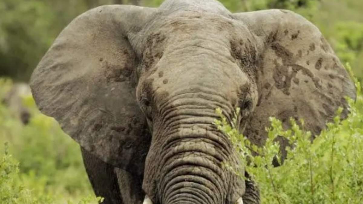 Elefante ataca a turista