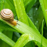 Sin gastar: el poderoso truco para alejar a los caracoles de tus plantas que usan muchos jardineros