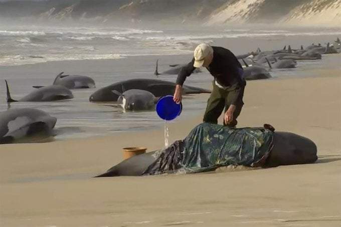 230 ballenas estaban varadas en la costa oeste de Tasmania
