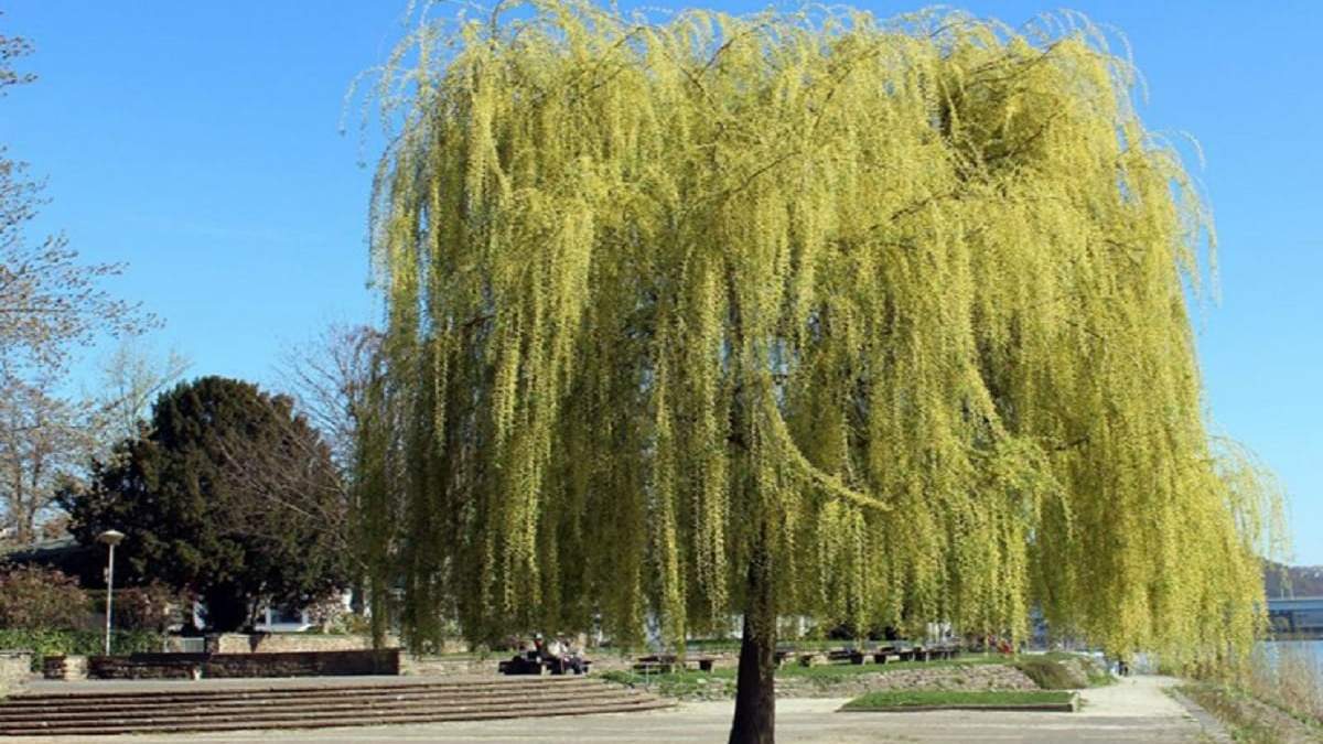 Árboles para multiplicar en invierno. Fuente: (X)