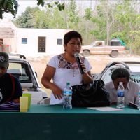 Productores acusan que persiste siembra de soya transgénica en Campeche