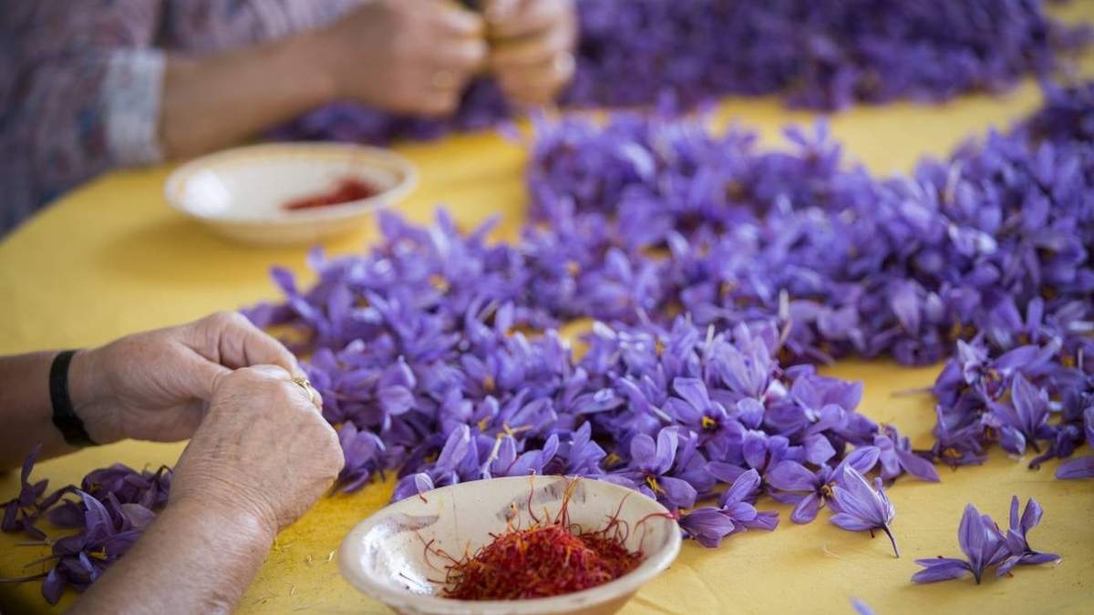 Cultivo de azafrán cuando todo pase. Fuente: (Twitter)
