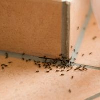 Estos son los trucos caseros que tenés que usar para eliminar cualquier insecto de tu hogar sin productos químicos