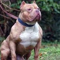 La PGJ-CDMX indaga muerte de hombre a causa de mordeduras de pitbull