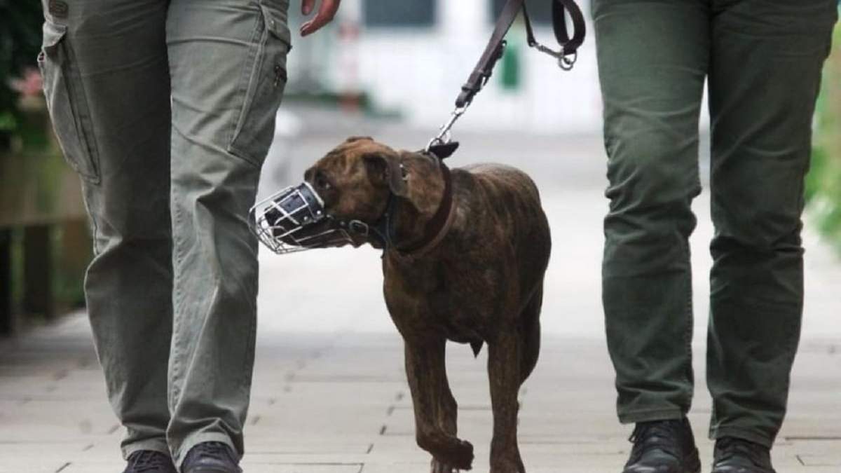 Los dueños de perros en Plaza Huincul deberán utilizar correa o cadena y bozal para sacarlos a pasear. Fuente (Primera Edición)