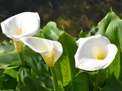 El secreto para cuidar tus plantas de Cala y que exploten de flores en tu jardín
