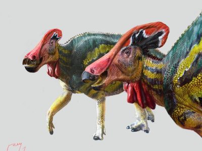 Localizan en Coahuila los restos de una nueva especie de dinosaurio: Tlatolophus galorum