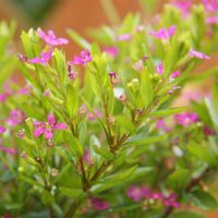 Especial principiantes: la planta que es difícil de matar y que da preciosas flores todo el año