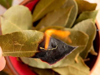 Qué día de la semana tenés que quemar una hoja de laurel si querés atraer la abundancia y el dinero a tu vida
