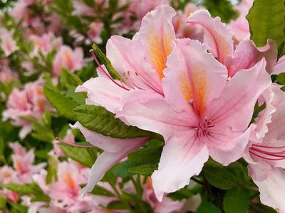 Realzan cualquier espacio: 3 plantas con flores de sombra que destacan por su belleza y su fácil cuidado