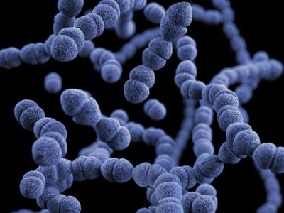 Estudio muestra que distintas bacterias en el intestino están asociados a rasgos de personalidad