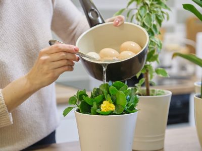 No tires el agua después de hervir los huevos y usala de esta forma para que tus plantas crezcan sanas y rozagantes