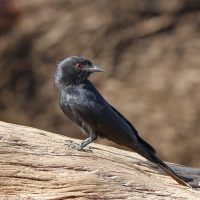 No es el buitre: el pájaro que roba comida con tanta habilidad que parece entrenado