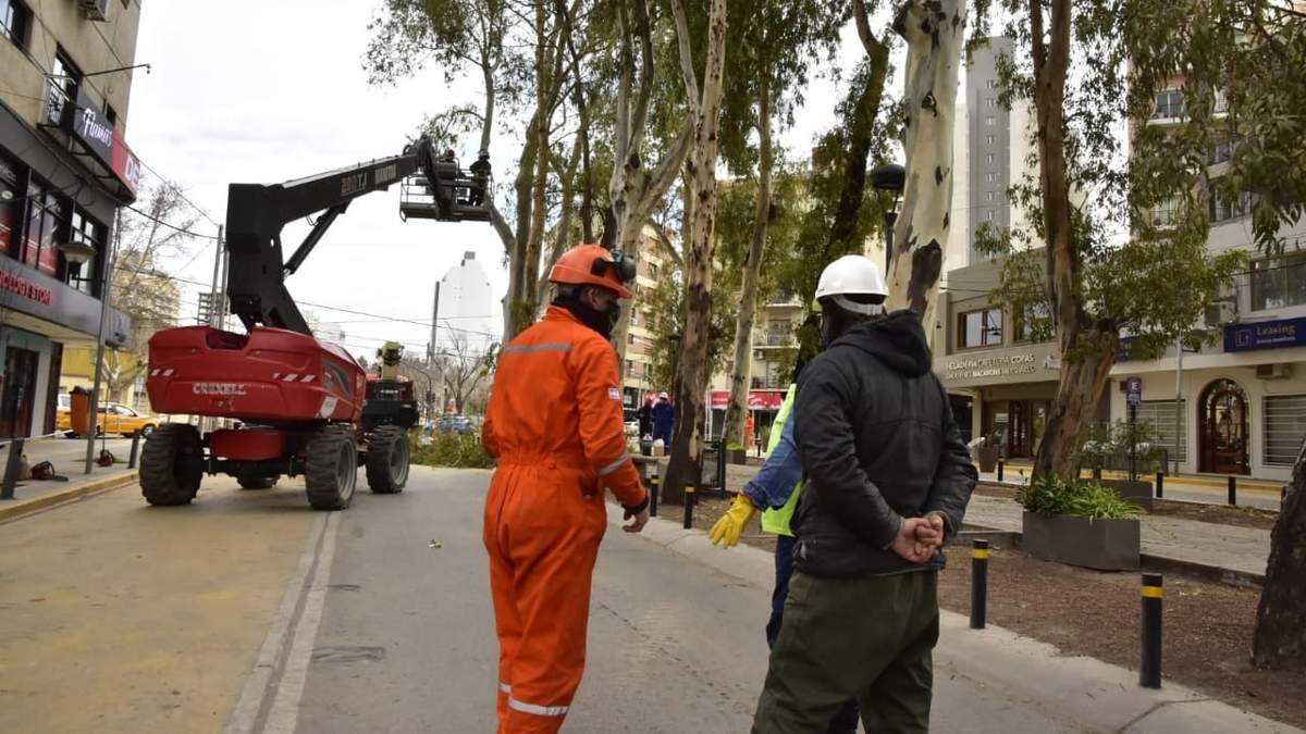 Utilizarán grúas para podar los históricos eucaliptos. Fuente: (Prensa Municipal)