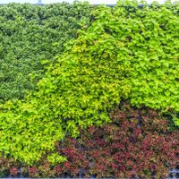 Cercos verdes: tres plantas ideales para incrementar la privacidad