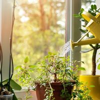 La planta de interior que crece con hojas rozagantes y es ideal para principiantes