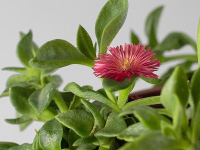 La planta resistente que tenés que conocer y que es buena opción para reemplazar el pasto